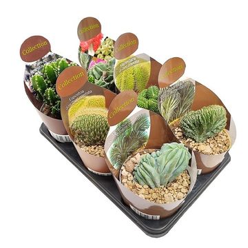 Cactus MIX