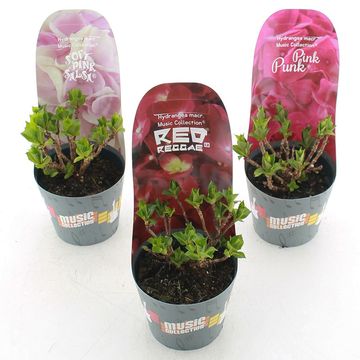 Гидрангея крупнолистная MUSIC COLLECTION MIX