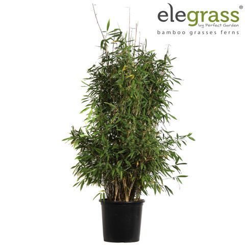 Fargesia murielae 'Winter Black'