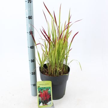 Imperata cylindrica 'Red Baron'