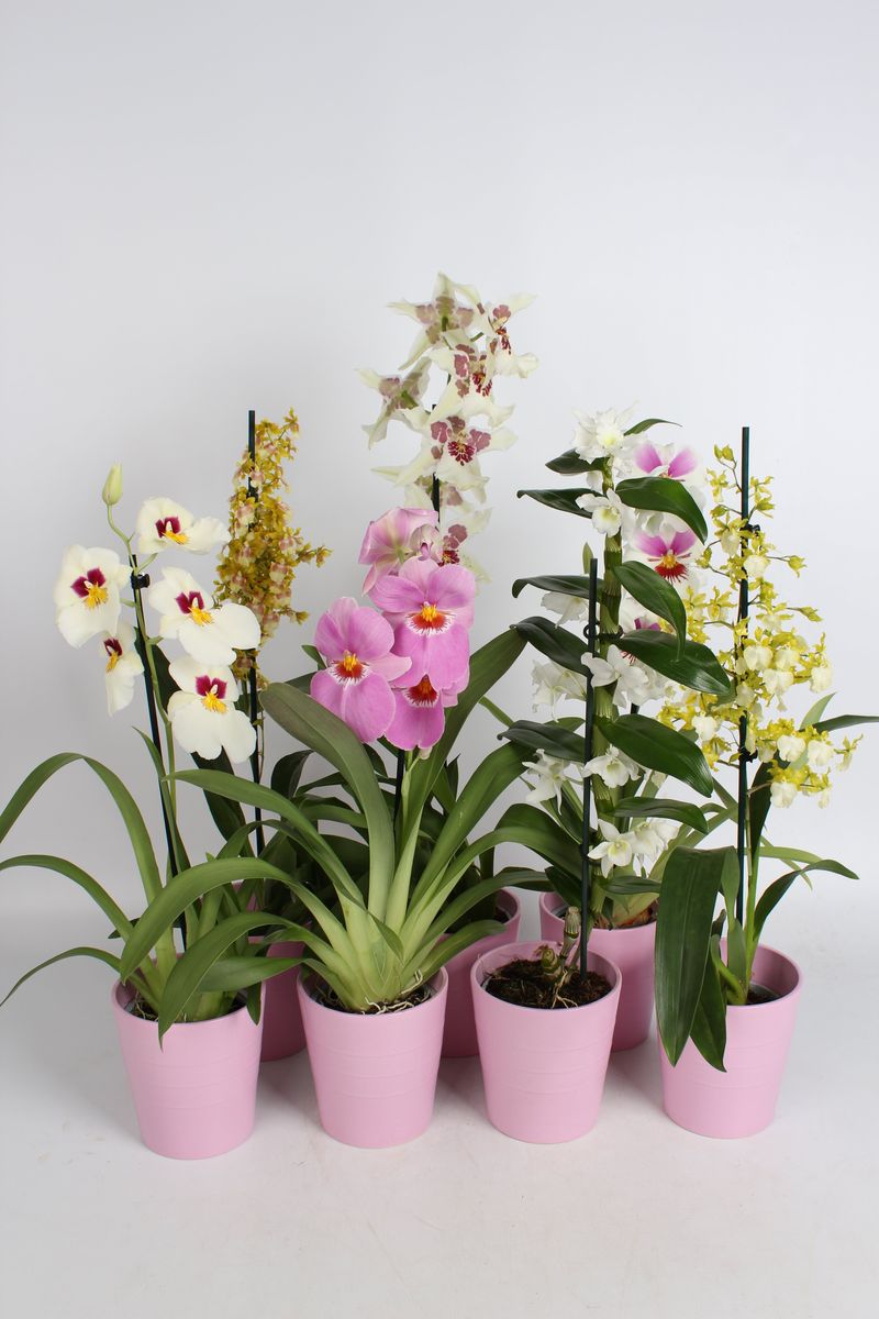 Orchid MIX — Plant Wholesale FlorAccess