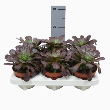 Aeonium arboreum 'Velours'