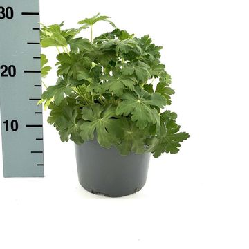 Geranium macrorrhizum 'Spessart'