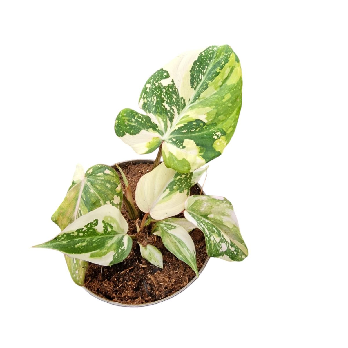 elephant planter pots DecorBites™ Elephant Garden Decoration main image 1