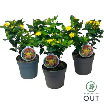Hypericum MIRACLE MIX