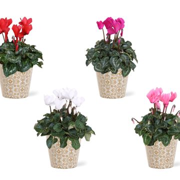 Cyclamen persicum SUPER SERIE S ALLURE MIX