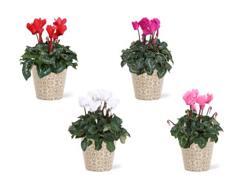 Cyclamen persicum SUPER SERIE S ALLURE MIX