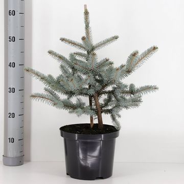 Picea pungens 'Erich Frahm'