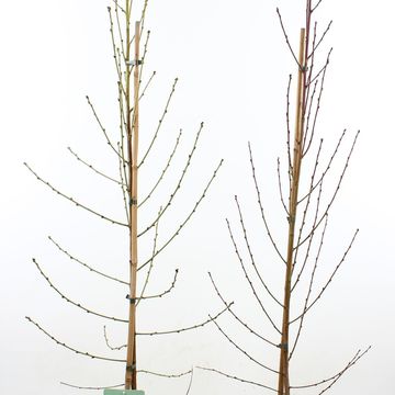 Prunus persica TAOFLORA MIX