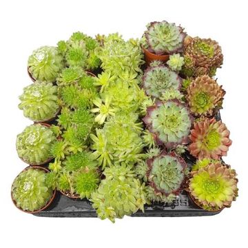 Sempervivum MIX