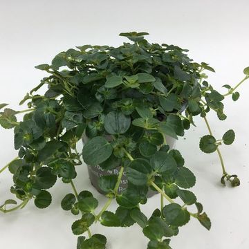 Pilea depressa