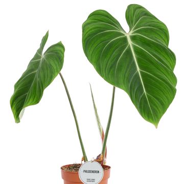 Philodendron gloriosum