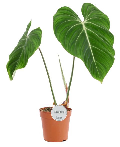 Philodendron gloriosum