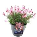 Gaura lindheimeri GAUDI MEDIUM PINK