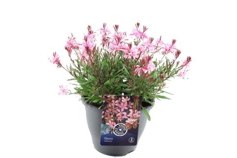 Gaura lindheimeri GAUDI MEDIUM PINK