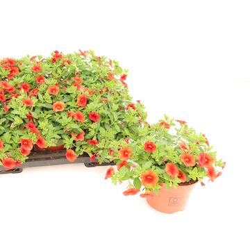 Calibrachoa MINIFAMOUS ORANGE