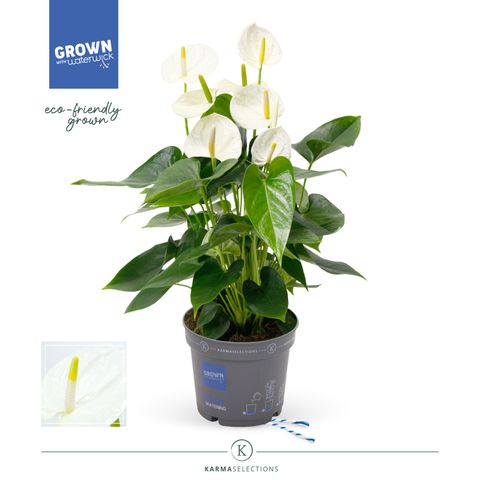 Anthurium KARMA WHITE COMPACT