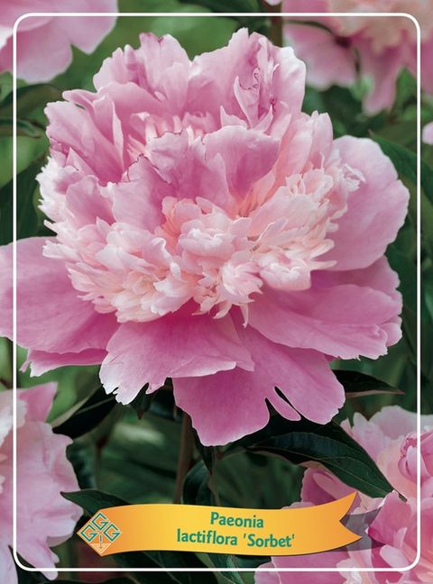 Paeonia 'Sorbet'