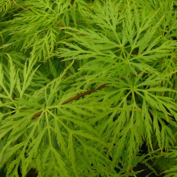 Acer palmatum 'Emerald Lace'