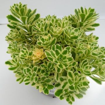 Sedum takesimense ATLANTIS