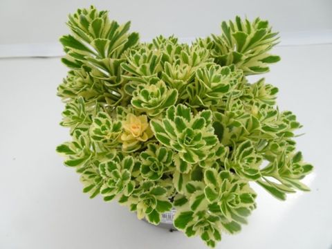 Sedum takesimense ATLANTIS