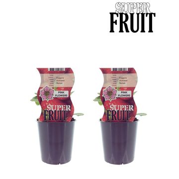 Fragaria x ananassa 'Roman'