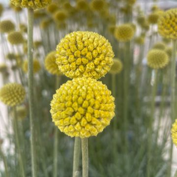 Craspedia globosa 'Golf Beauty'