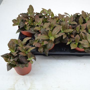 Fittonia MOSAIC MISTRAL