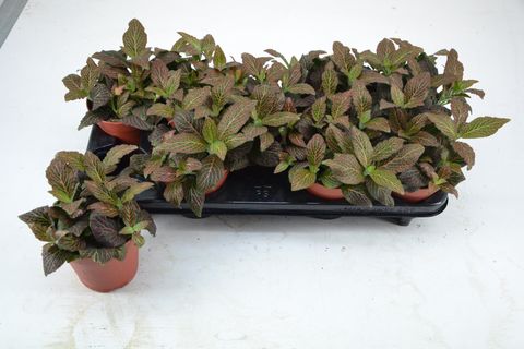 Fittonia MOSAIC MISTRAL