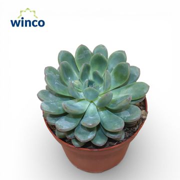 Echeveria 'Morning Dew'