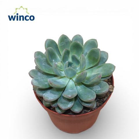 Echeveria 'Morning Dew'