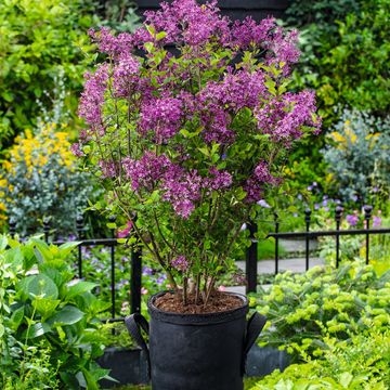 Syringa BLOOMERANG DARK PURPLE