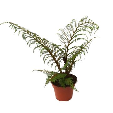 Cyathea tomentosissima 'Highland Lace'