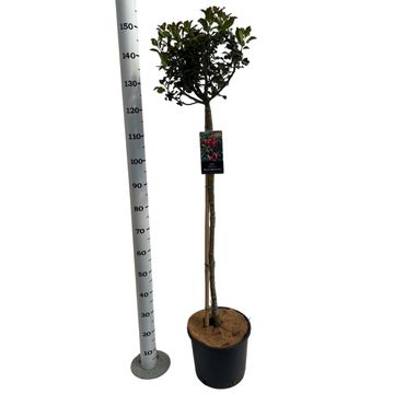 Ilex x meserveae 'Blue Princess'