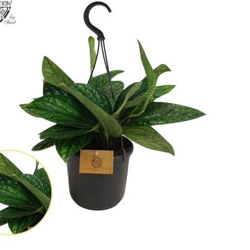 Epipremnum pinnatum MARBLE PLANET