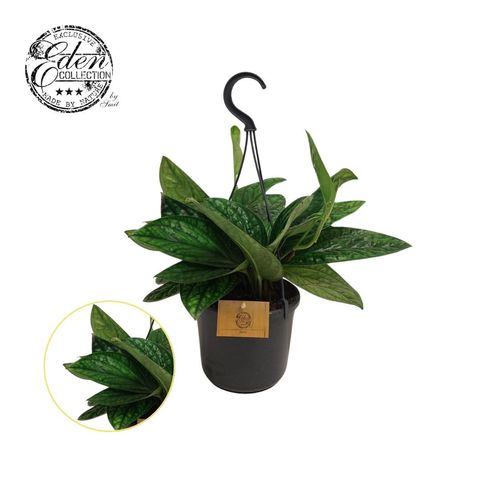 Epipremnum pinnatum MARBLE PLANET