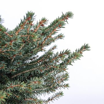 Picea abies 'Nidiformis'