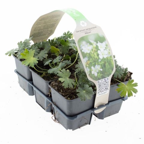 Geranium sanguineum 'Album'