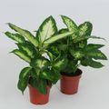 Dieffenbachia MIX