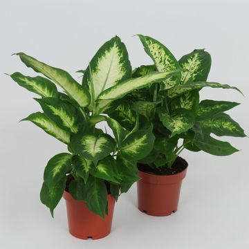 Dieffenbachia MIX