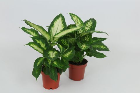 Dieffenbachia MIX