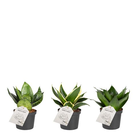 Sansevieria trifasciata HAHNII MIX
