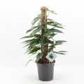 Epipremnum pinnatum 'Baltic Blue'