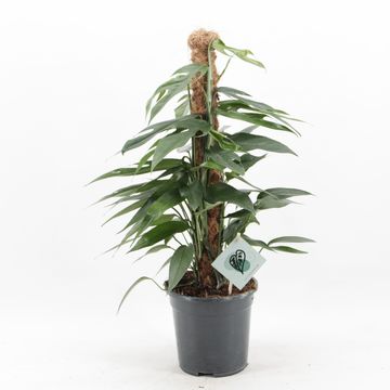 Epipremnum pinnatum 'Baltic Blue'