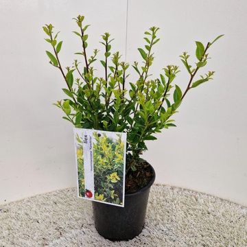 Ilex maximowicziana kanehirae
