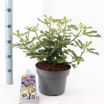 Ficus carica LITTLE MISS FIGGY