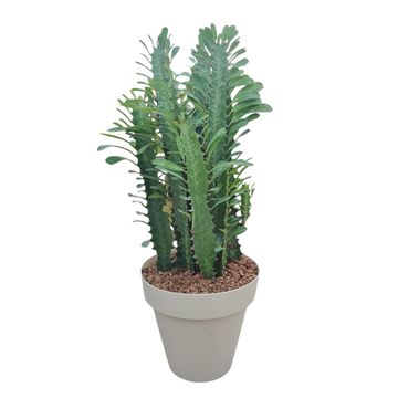 Euphorbia trigona