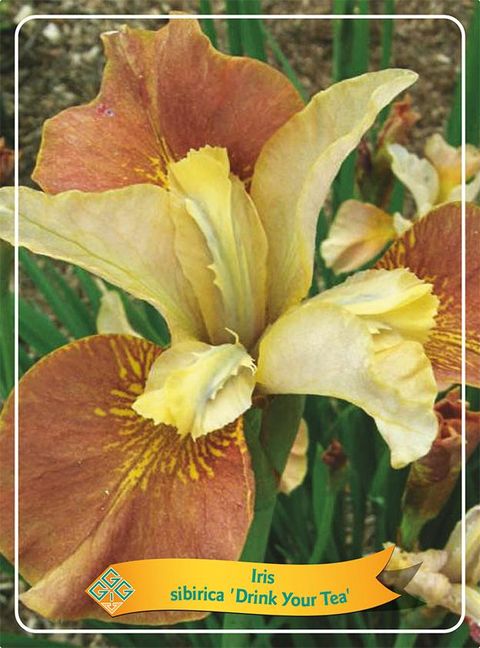 Iris sibirica 'Drink Your Tea'