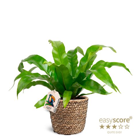 Asplenium antiquum