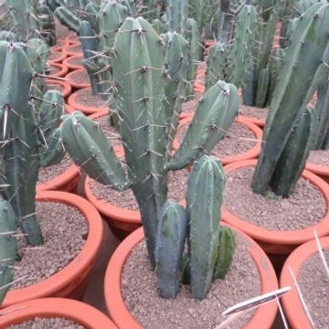 Myrtillocactus geometrizans